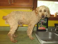 Drake, a male Poodle - Miniature  for sale in Fulton, MO – 2 of 8