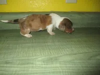 Beauty, a female Dachshund and Miniature Australian Shepherd for sale in Fulton, MO – 1 of 7