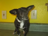Molly, a female Chihuahua for sale in Fulton, MO – 9 of 10