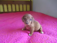 Pearl, a female Dachshund and Miniature Australian Shepherd for sale in Fulton, MO – 3 of 10