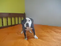 Beauty, a female American Pit Bull Terrier for sale in Fulton, MO – 6 of 9