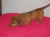 Owen, a male Dachshund and Miniature Australian Shepherd for sale in Fulton, MO – 6 of 10