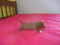 Pearl, a female Dachshund and Miniature Australian Shepherd for sale in Fulton, MO – 2 of 10