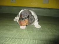 Maxi, a female Dachshund and Miniature Australian Shepherd for sale in Fulton, MO – 3 of 9