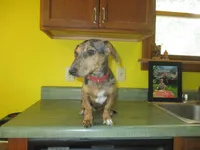 Opal, a female Dachshund and Miniature Australian Shepherd for sale in Fulton, MO – 7 of 8