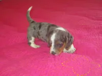 Della, a female Dachshund and Miniature Australian Shepherd for sale in Fulton, MO – 8 of 10