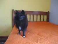 Beauty, a female Pomeranian for sale in Fulton, MO – Photo 4 of 6