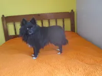 Beauty, a female Pomeranian for sale in Fulton, MO – Photo 2 of 6