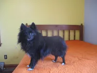 Beauty, a female Pomeranian for sale in Fulton, MO – Photo 3 of 6