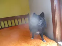 Beauty, a female Pomeranian for sale in Fulton, MO – Photo 5 of 6