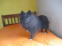 Beauty, a female Pomeranian for sale in Fulton, MO – Photo 6 of 6