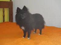 Beauty, a female Pomeranian for sale in Fulton, MO – Photo 1 of 6