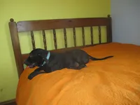 Della, a female American Pit Bull Terrier for sale in Fulton, MO – 7 of 8