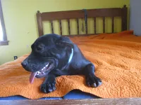 Della, a female American Pit Bull Terrier for sale in Fulton, MO – 2 of 8