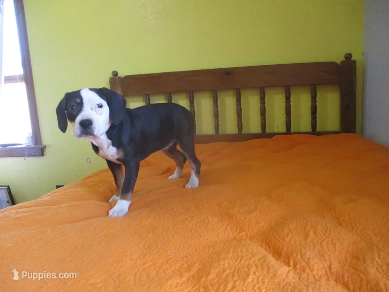 Beauty – American Pit Bull Terrier puppy for sale in Fulton, MO