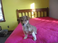 Bodhi, a male Pembroke Welsh Corgi for sale in Fulton, MO – Photo 2 of 5