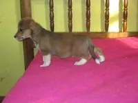 Bodhi, a male Pembroke Welsh Corgi for sale in Fulton, MO – Photo 5 of 5