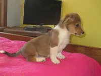 Bodhi, a male Pembroke Welsh Corgi for sale in Fulton, MO – Photo 1 of 5