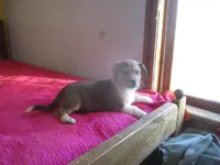 Bodhi, a male Pembroke Welsh Corgi for sale in Fulton, MO – Photo 4 of 5