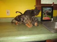 Mazy, a female Dachshund and Miniature Australian Shepherd for sale in Fulton, MO – 5 of 10