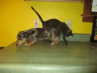Mazy, a female Dachshund and Miniature Australian Shepherd for sale in Fulton, MO – 6 of 10