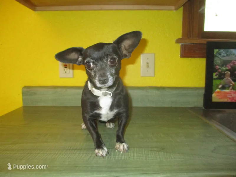 Molly – Chihuahua puppy for sale in Fulton, MO