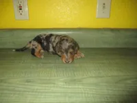 Mazy, a female Dachshund and Miniature Australian Shepherd for sale in Fulton, MO – 2 of 8