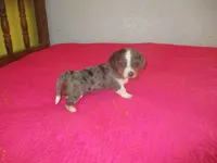 Della, a female Dachshund and Miniature Australian Shepherd for sale in Fulton, MO – 2 of 10