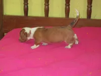 Beauty, a female Dachshund and Miniature Australian Shepherd for sale in Fulton, MO – 3 of 9