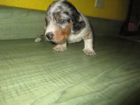 Della, a female Dachshund and Miniature Australian Shepherd for sale in Fulton, MO – 7 of 10