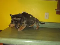 Mazy, a female Dachshund and Miniature Australian Shepherd for sale in Fulton, MO – 8 of 10