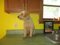 Drake, a male Poodle - Miniature  for sale in Fulton, MO – 6 of 8