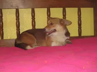 Pearl, a female Pembroke Welsh Corgi for sale in Fulton, MO – 6 of 6
