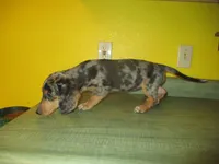 Mazy, a female Dachshund and Miniature Australian Shepherd for sale in Fulton, MO – 3 of 10