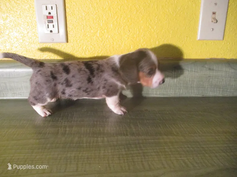 Della – Dachshund, Miniature Australian Shepherd puppy for sale in Fulton, MO