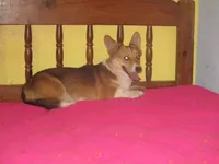 Pearl, a female Pembroke Welsh Corgi for sale in Fulton, MO – 2 of 6
