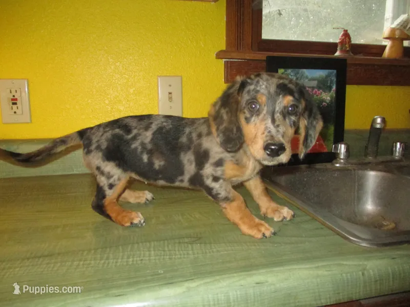 Mazy – Dachshund, Miniature Australian Shepherd puppy for sale in Fulton, MO