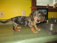 Mazy, a female Dachshund and Miniature Australian Shepherd for sale in Fulton, MO – 1 of 10