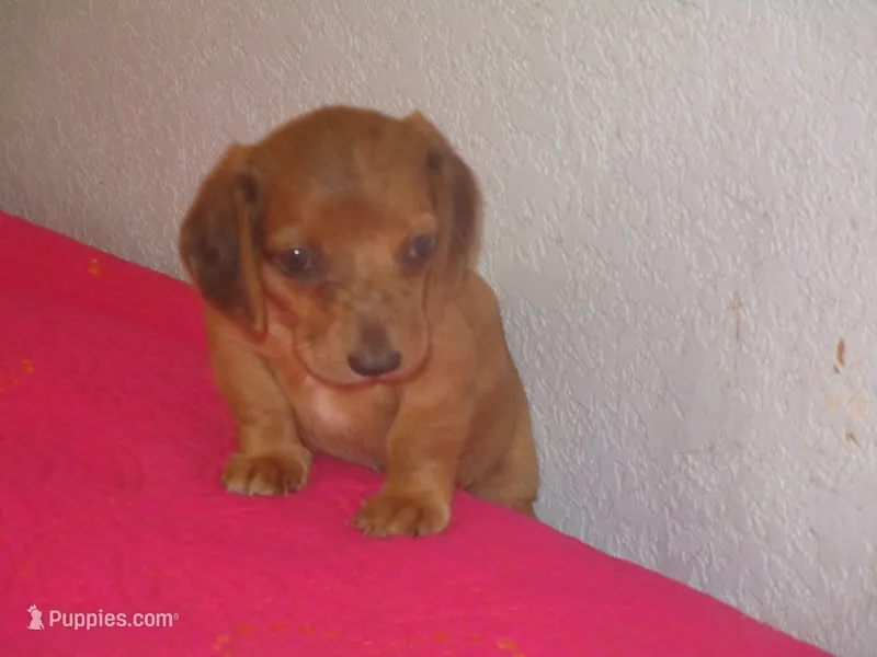 Owen – Dachshund, Miniature Australian Shepherd puppy for sale in Fulton, MO