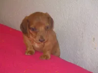 Owen, a male Dachshund and Miniature Australian Shepherd for sale in Fulton, MO – 1 of 10