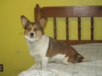 Maxi, a female Pembroke Welsh Corgi for sale in Fulton, MO – 2 of 5