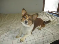 Maxi, a female Pembroke Welsh Corgi for sale in Fulton, MO – 1 of 5