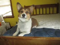 Maxi, a female Pembroke Welsh Corgi for sale in Fulton, MO – 3 of 5