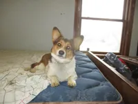 Maxi, a female Pembroke Welsh Corgi for sale in Fulton, MO – 4 of 5