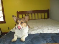 Maxi, a female Pembroke Welsh Corgi for sale in Fulton, MO – 5 of 5