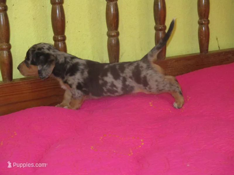 Mazy – Dachshund, Miniature Australian Shepherd puppy for sale in Fulton, MO