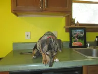 Opal, a female Dachshund and Miniature Australian Shepherd for sale in Fulton, MO – 3 of 8