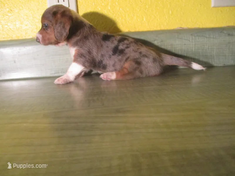 Daisy – Dachshund, Miniature Australian Shepherd puppy for sale in Fulton, MO