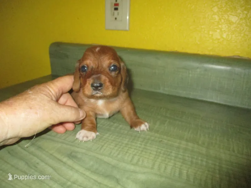 Pearl – Dachshund, Miniature Australian Shepherd puppy for sale in Fulton, MO
