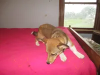 Charlie, a male Pembroke Welsh Corgi for sale in Fulton, MO – 3 of 3